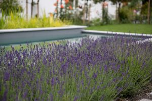 arento ag_nachhaltige architektur_Überbauung Blumenberg_Bepflanzung 2.jpg