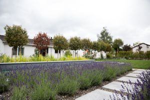 arento ag_nachhaltige architektur_Überbauung Blumenberg_Beplanzung.jpg